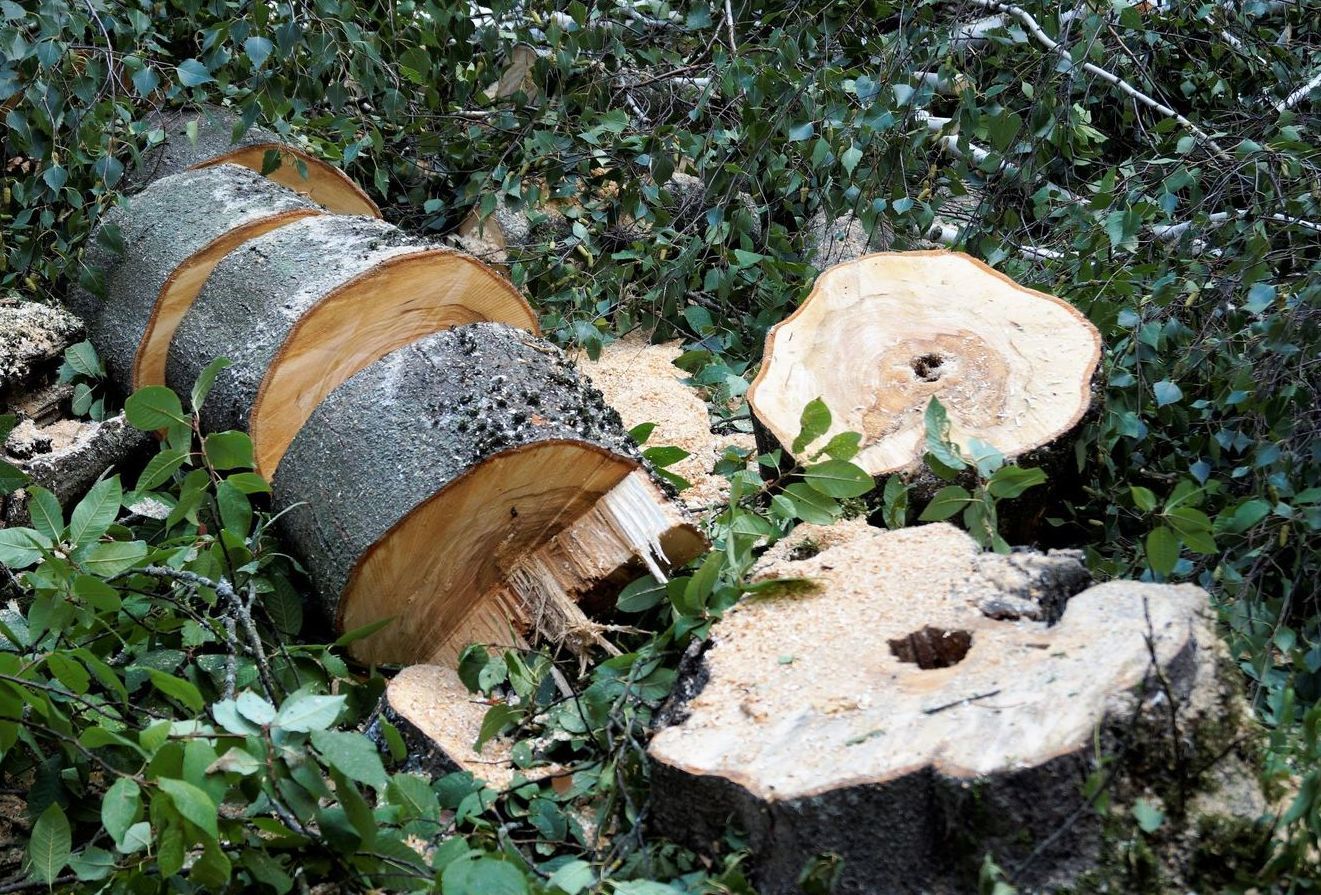 Профессиональное удаление деревьев в Беларуси Сруб дерева бензопилой