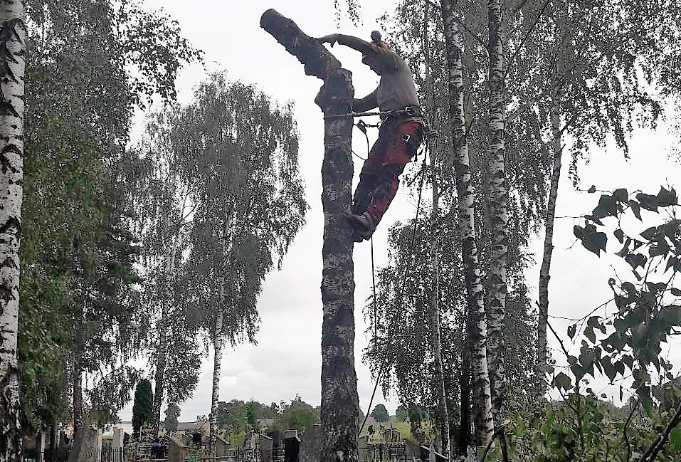 Профессиональное удаление деревьев в Беларуси Сруб дерева бензопилой