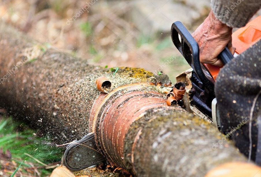 Профессиональное удаление деревьев в Беларуси Сруб дерева бензопилой