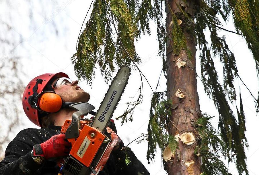 Профессиональное удаление деревьев в Беларуси Сруб дерева бензопилой