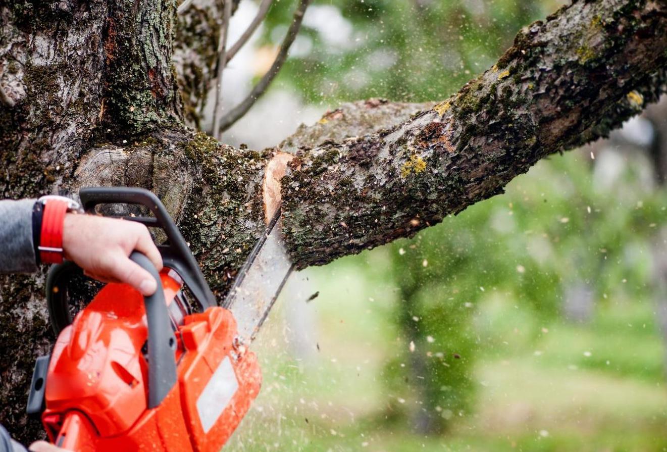 Профессиональное удаление деревьев в Беларуси Сруб дерева бензопилой