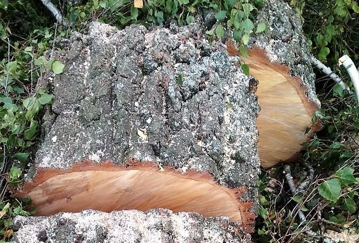 Профессиональное удаление деревьев в Беларуси Сруб дерева бензопилой