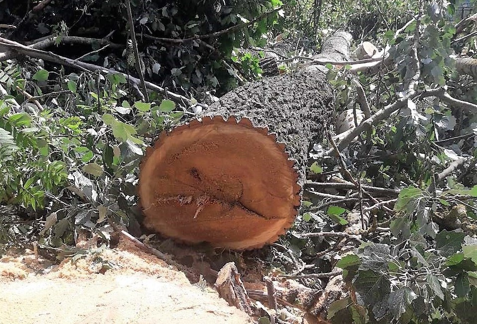 Профессиональное удаление деревьев в Беларуси Сруб дерева бензопилой